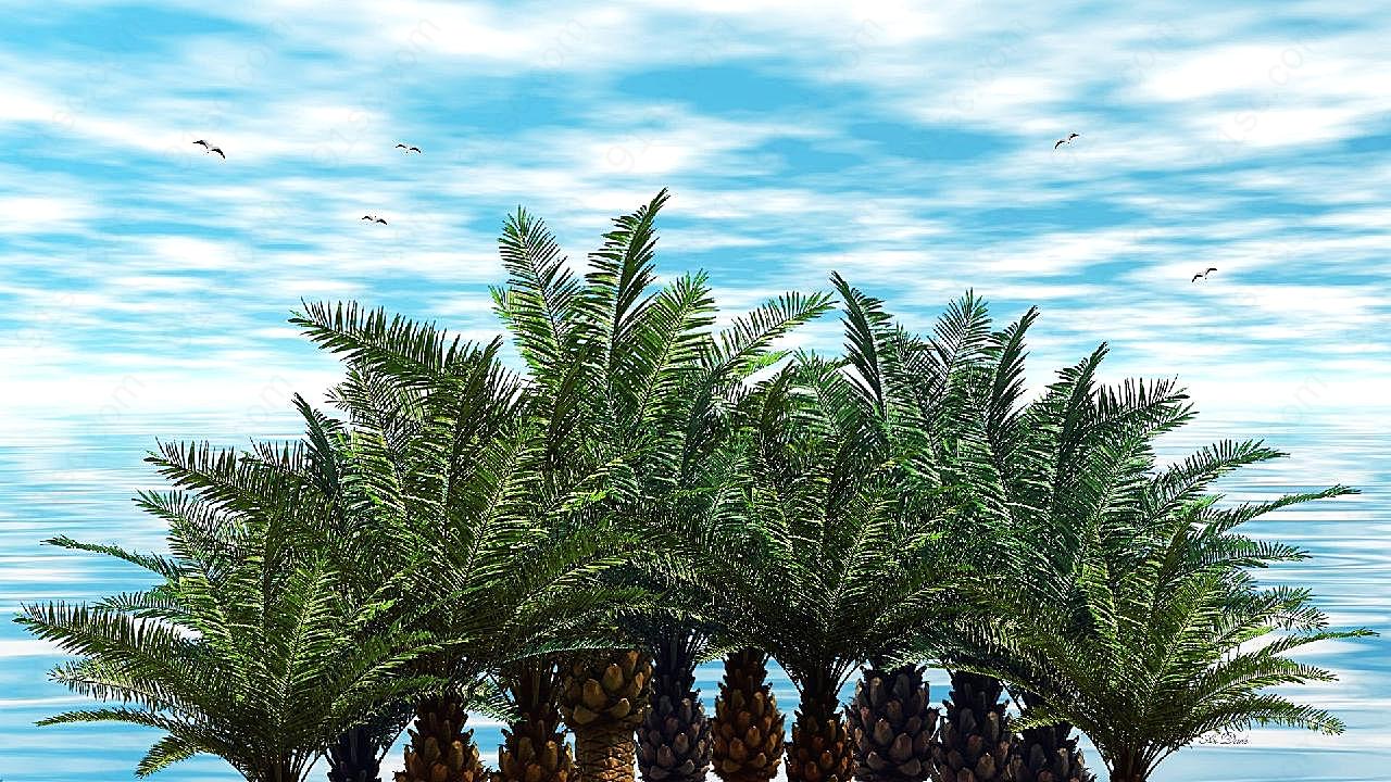 四季棕榈树图片高清自然