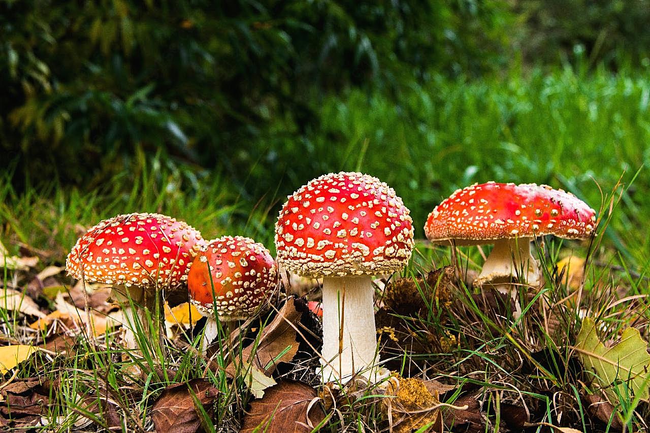 飞木耳红图片蘑菇