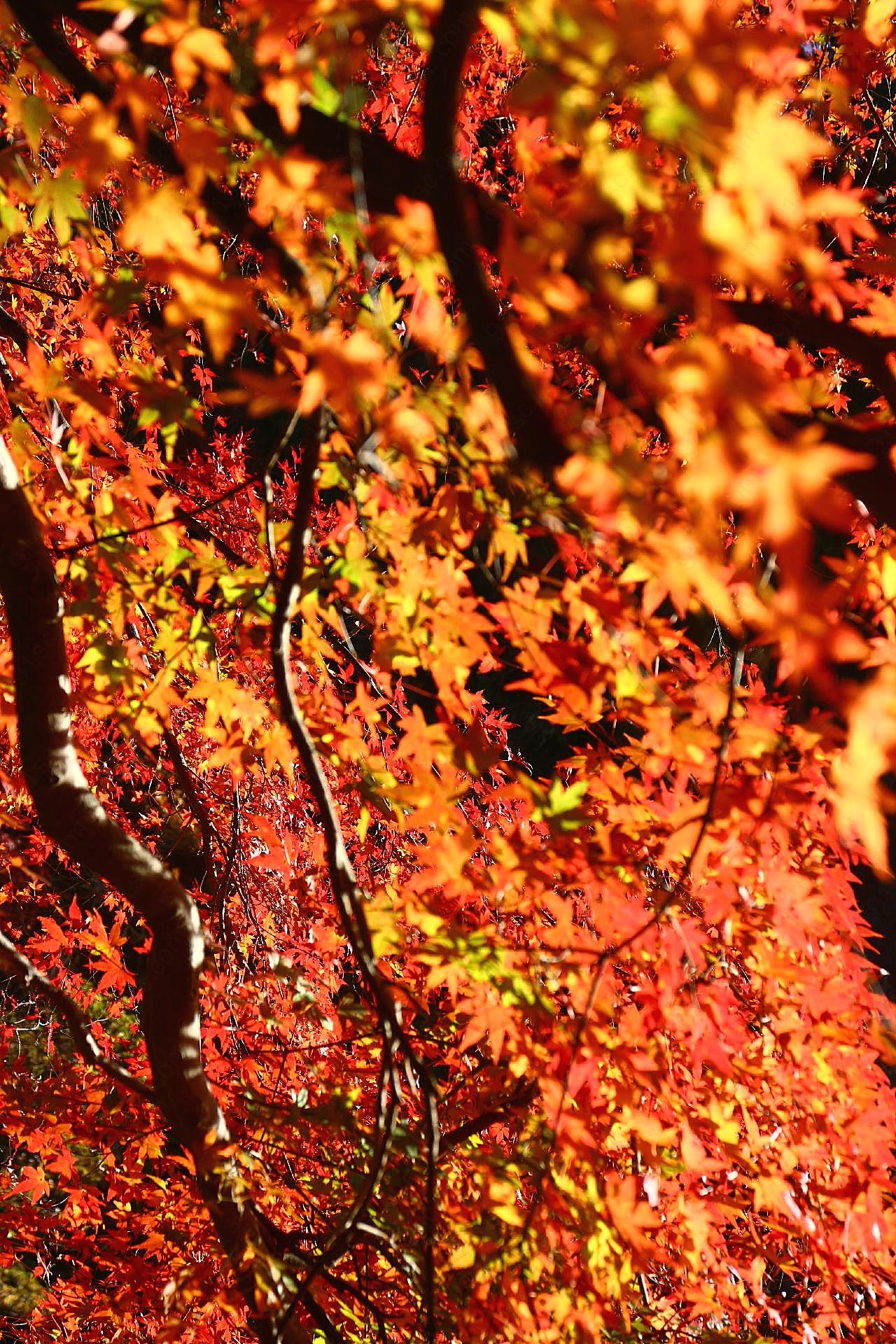 秋季红图片摄影高清
