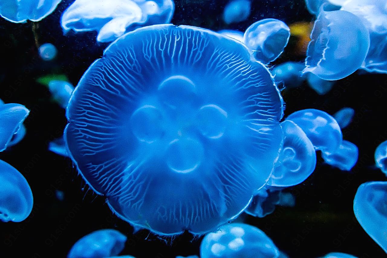 水母图片摄影