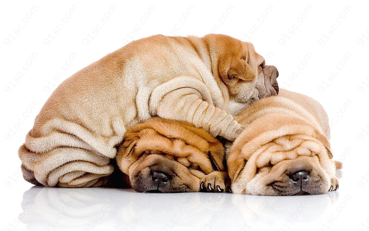 三只睡觉的沙皮图片狗