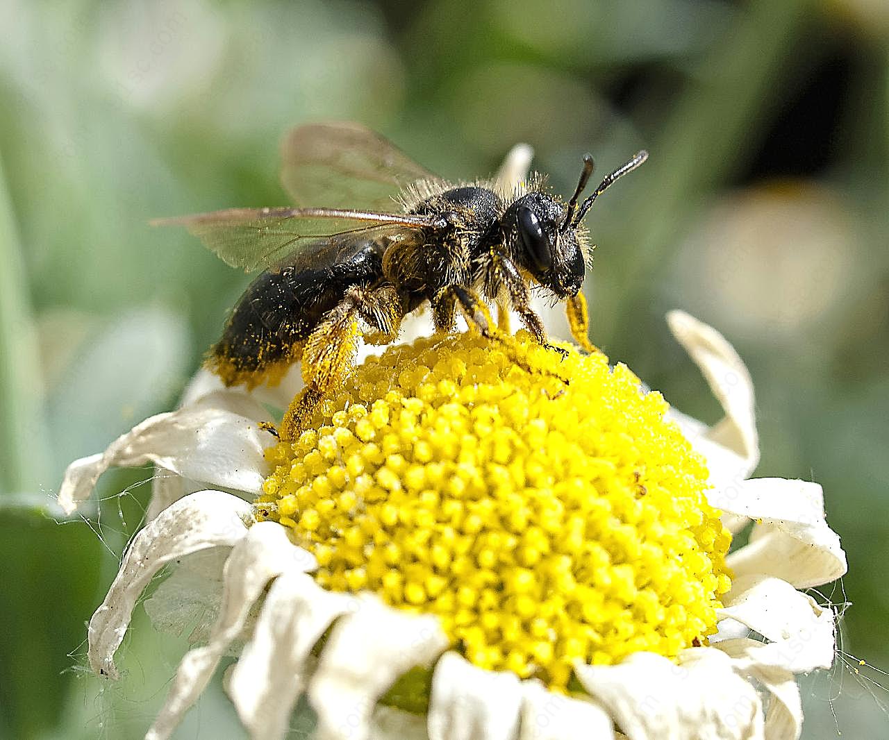 采花蜜的蜜蜂微距特写图片生物摄影