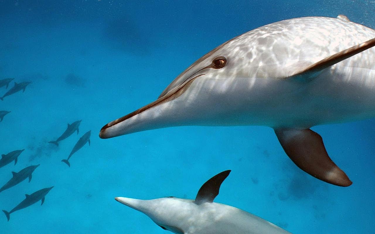 中华白海豚图片海洋生物