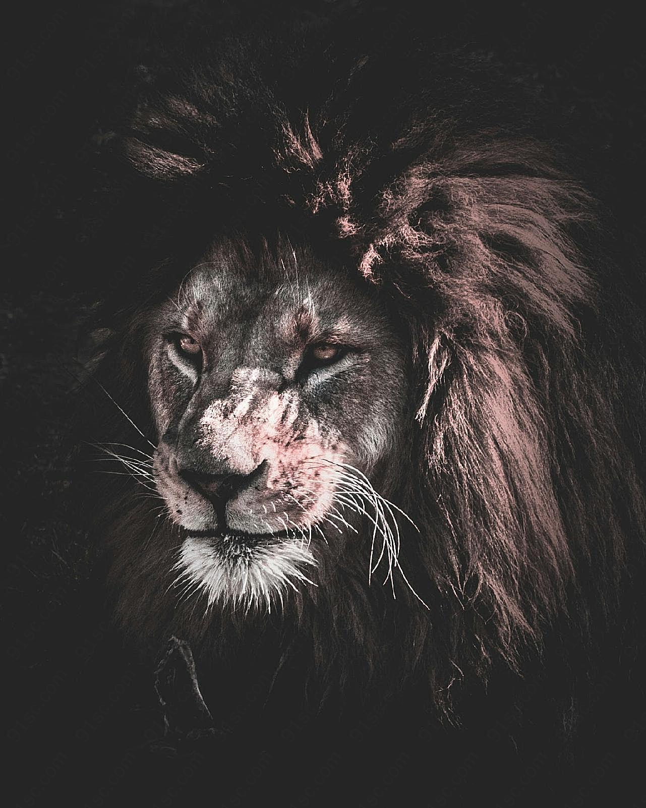 凶猛大狮子头部特写图片高清摄影