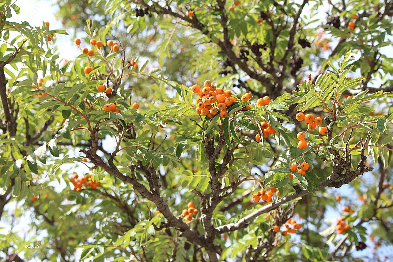 树上的野生浆果图片水果