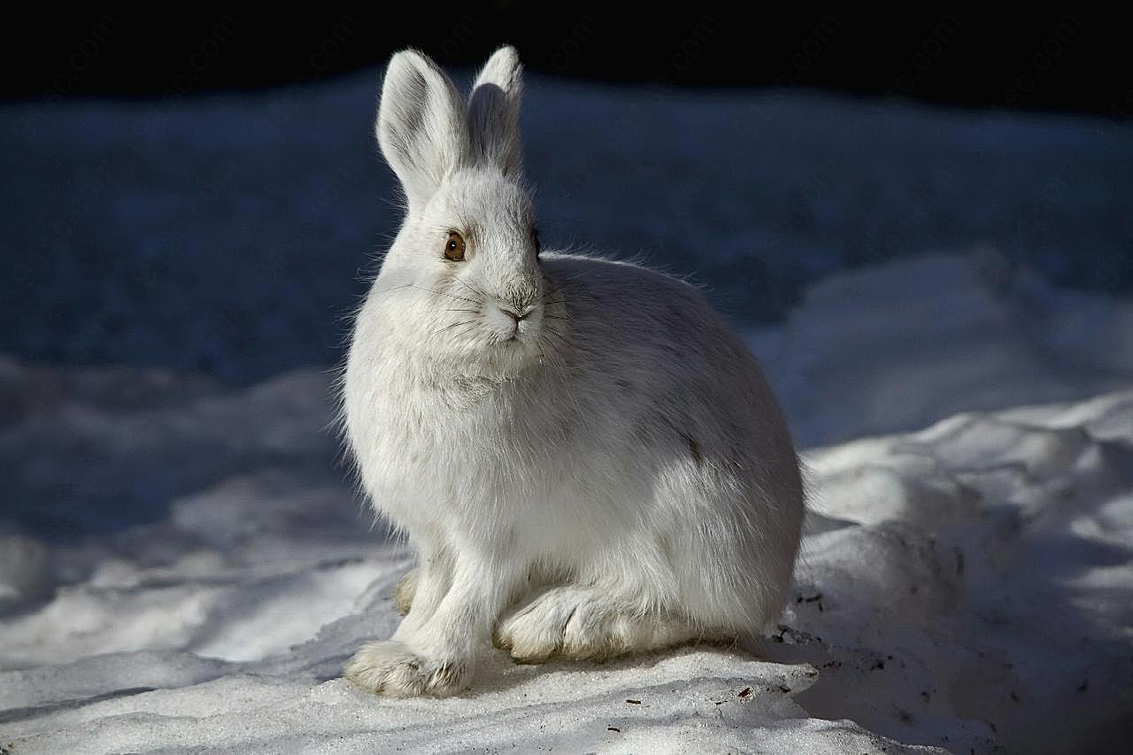 雪兔图片高清摄影