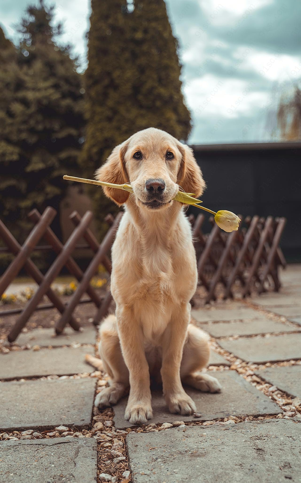 乖巧可爱金毛犬图片高清