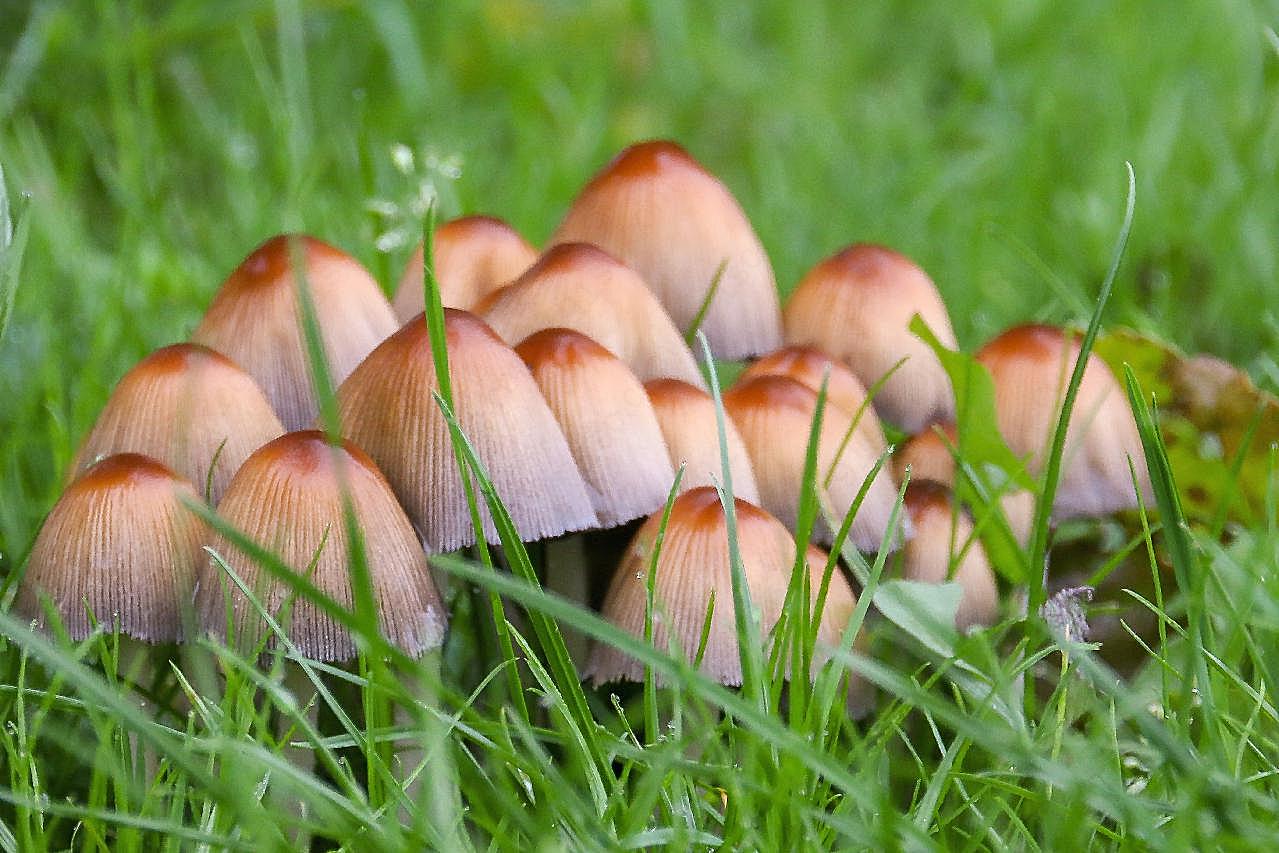 草地朵摄影图片蘑菇