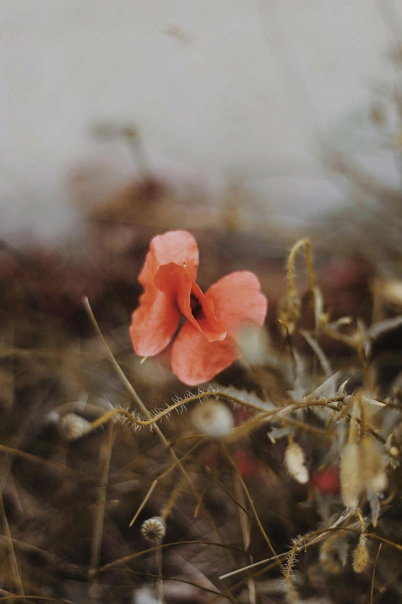 花朵唯美图片非主流