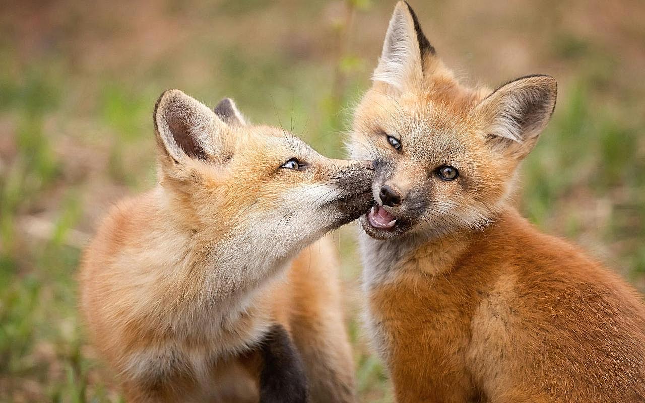 两只红狐狸图片摄影