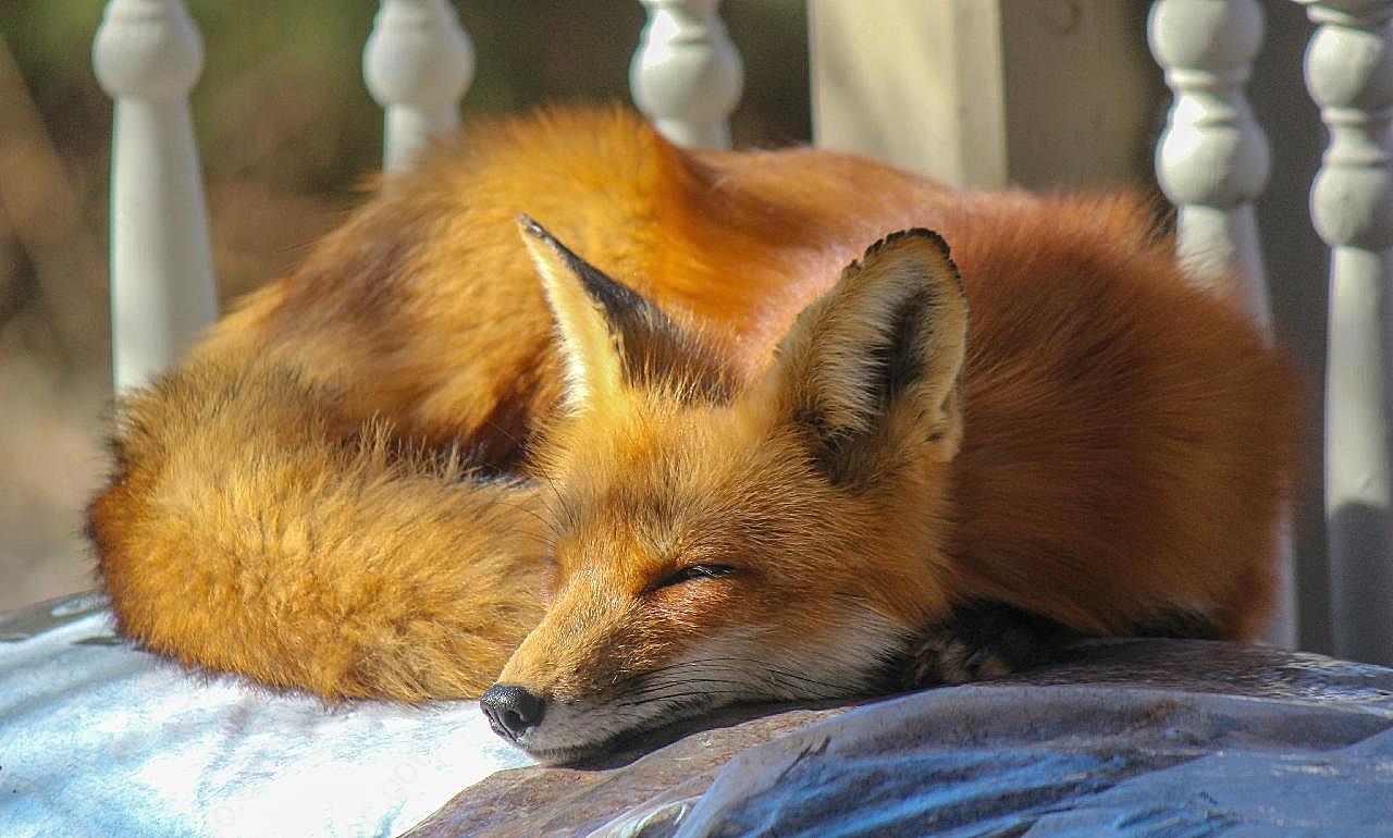 红狐狸睡觉图片摄影