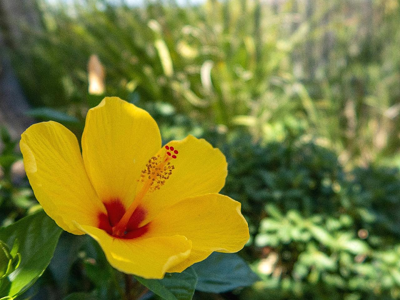 木槿花朵图片高清摄影