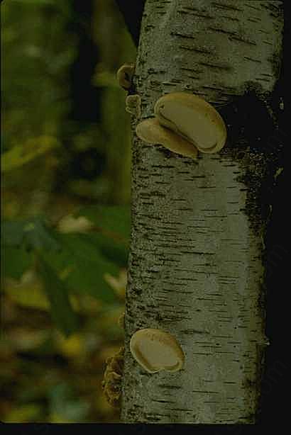 图片蘑菇