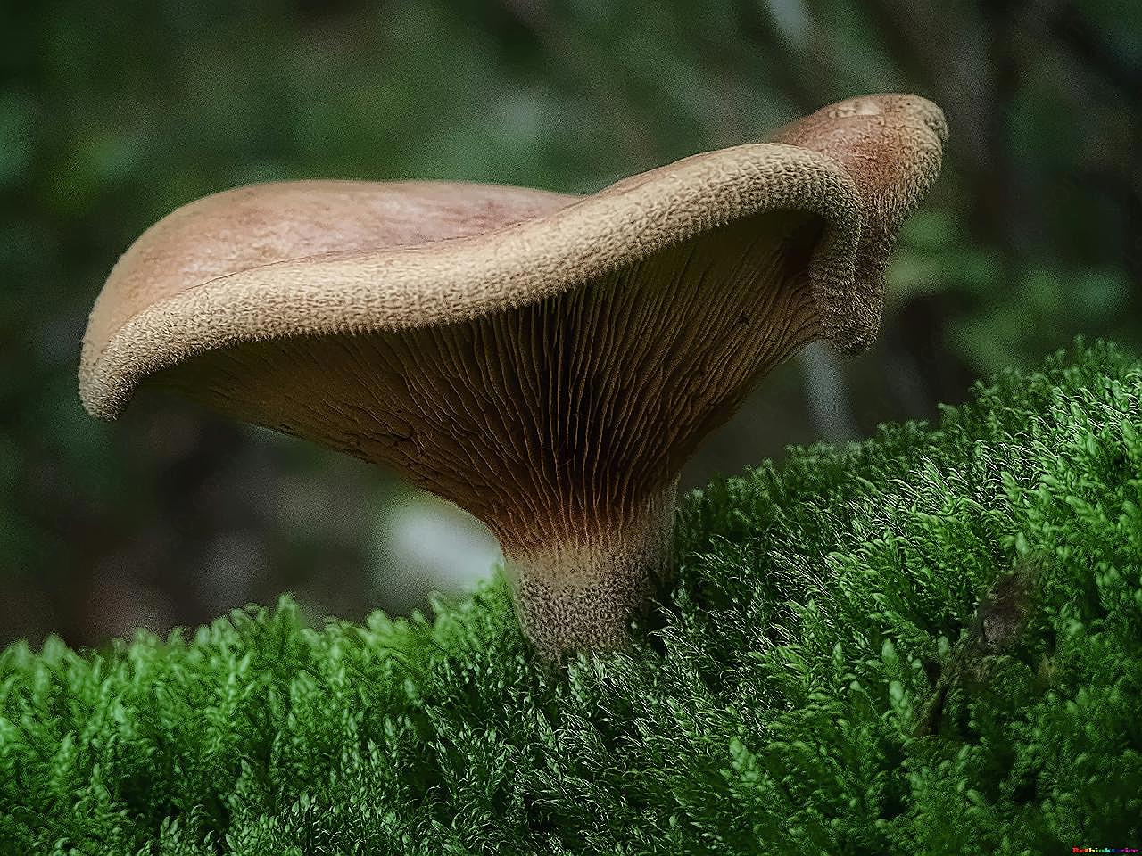 大朵野生菌菇图片摄影美食