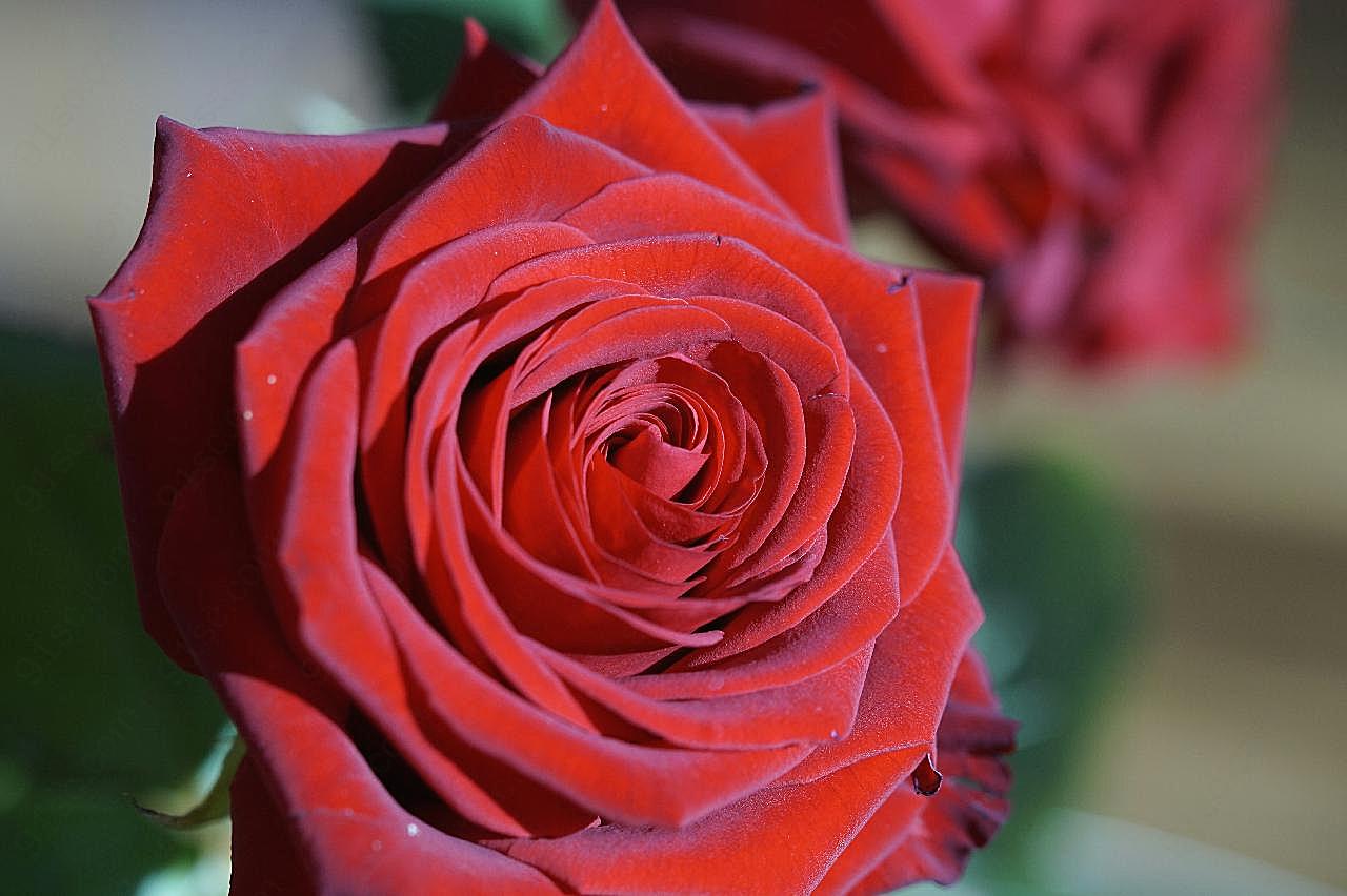 一朵红玫瑰图片摄影高清