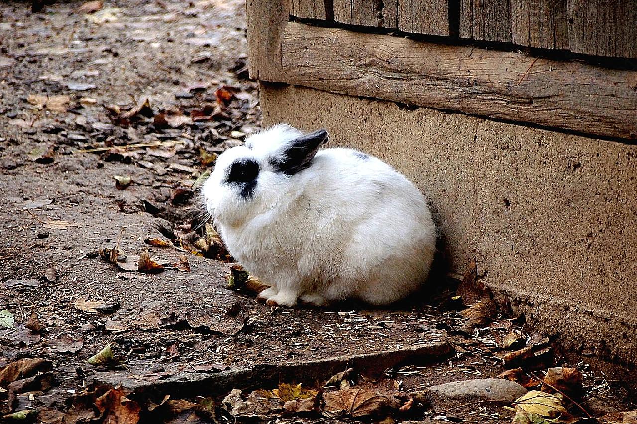 荷兰兔图片高清摄影