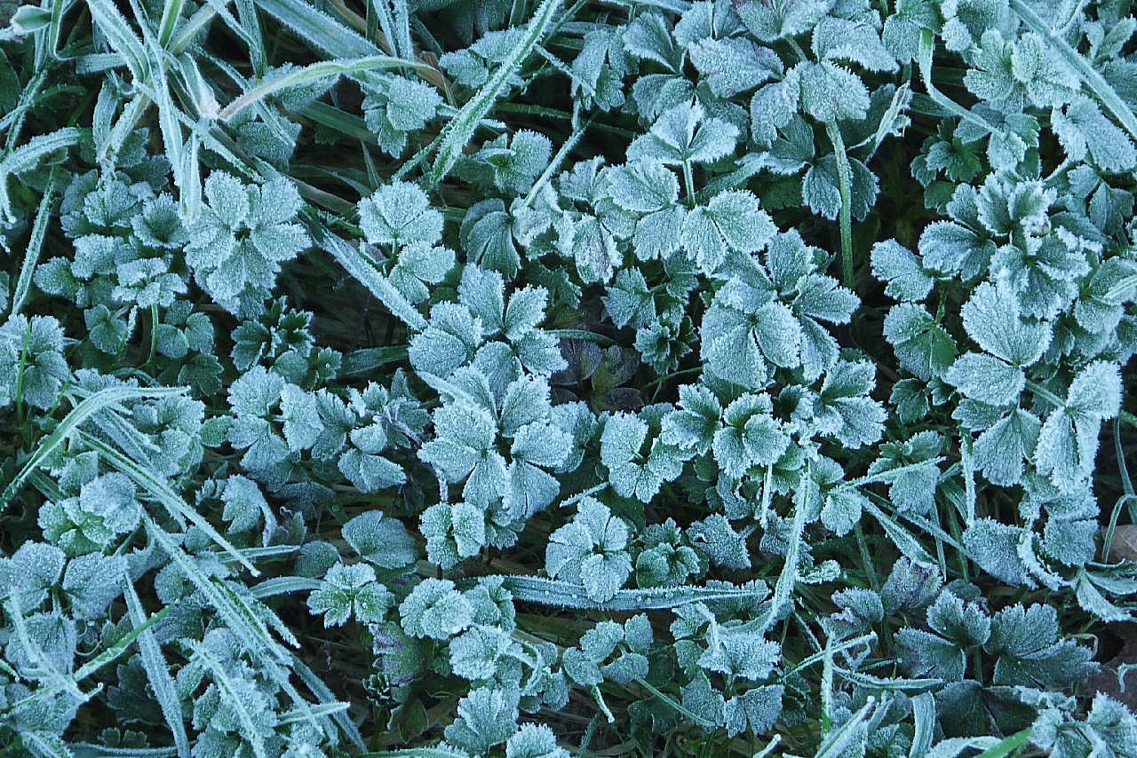 结霜的植物图片高清摄影