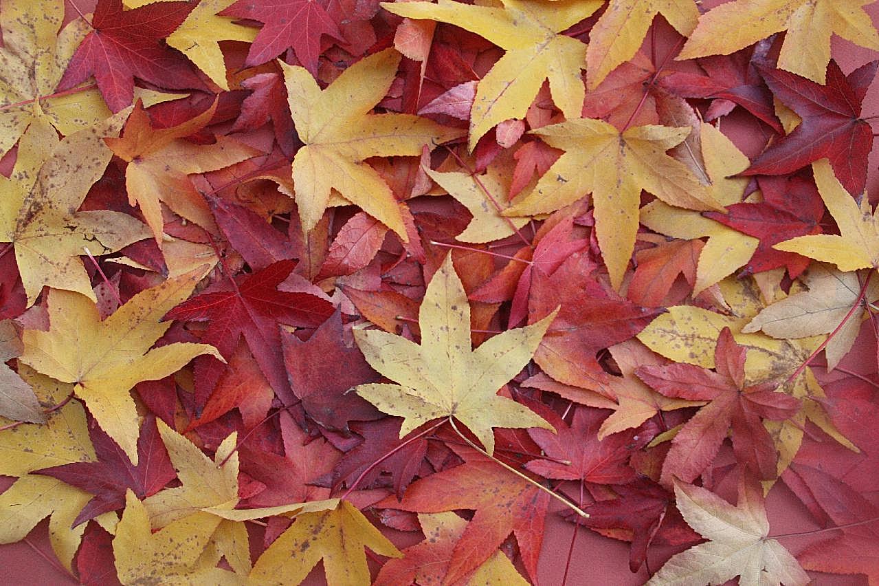 秋天多彩落叶图片景观