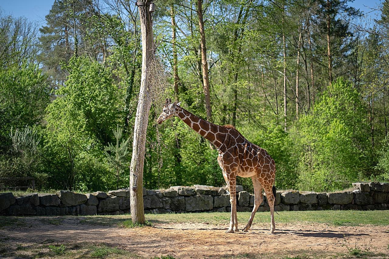 动物园小长颈鹿图片高清摄影