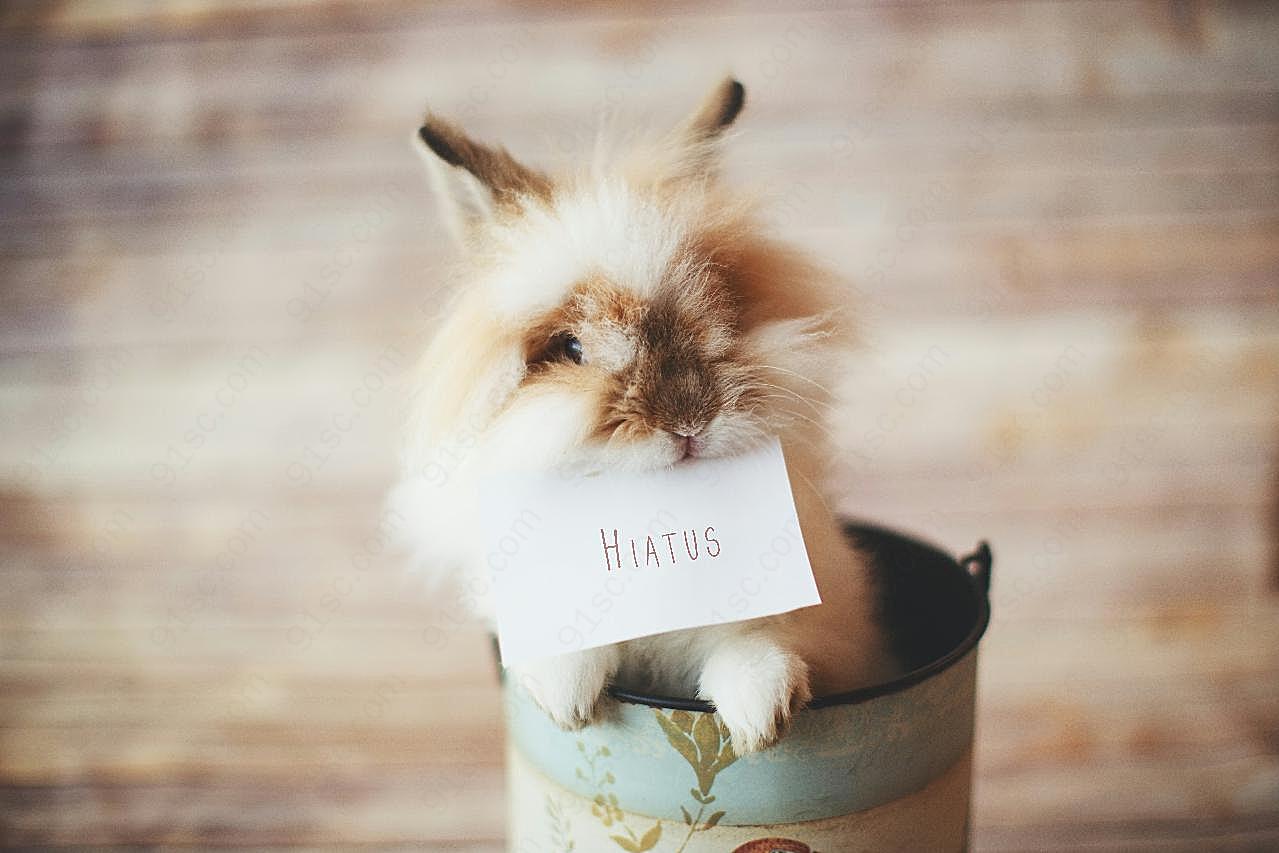 可爱长毛兔图片动物图片