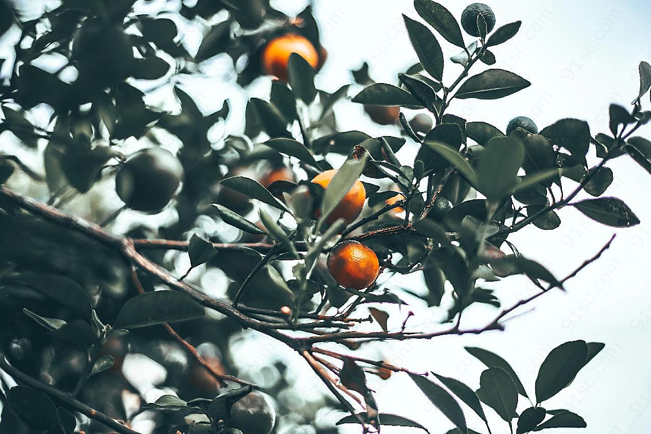 树枝上的新鲜橘子图片摄影高清