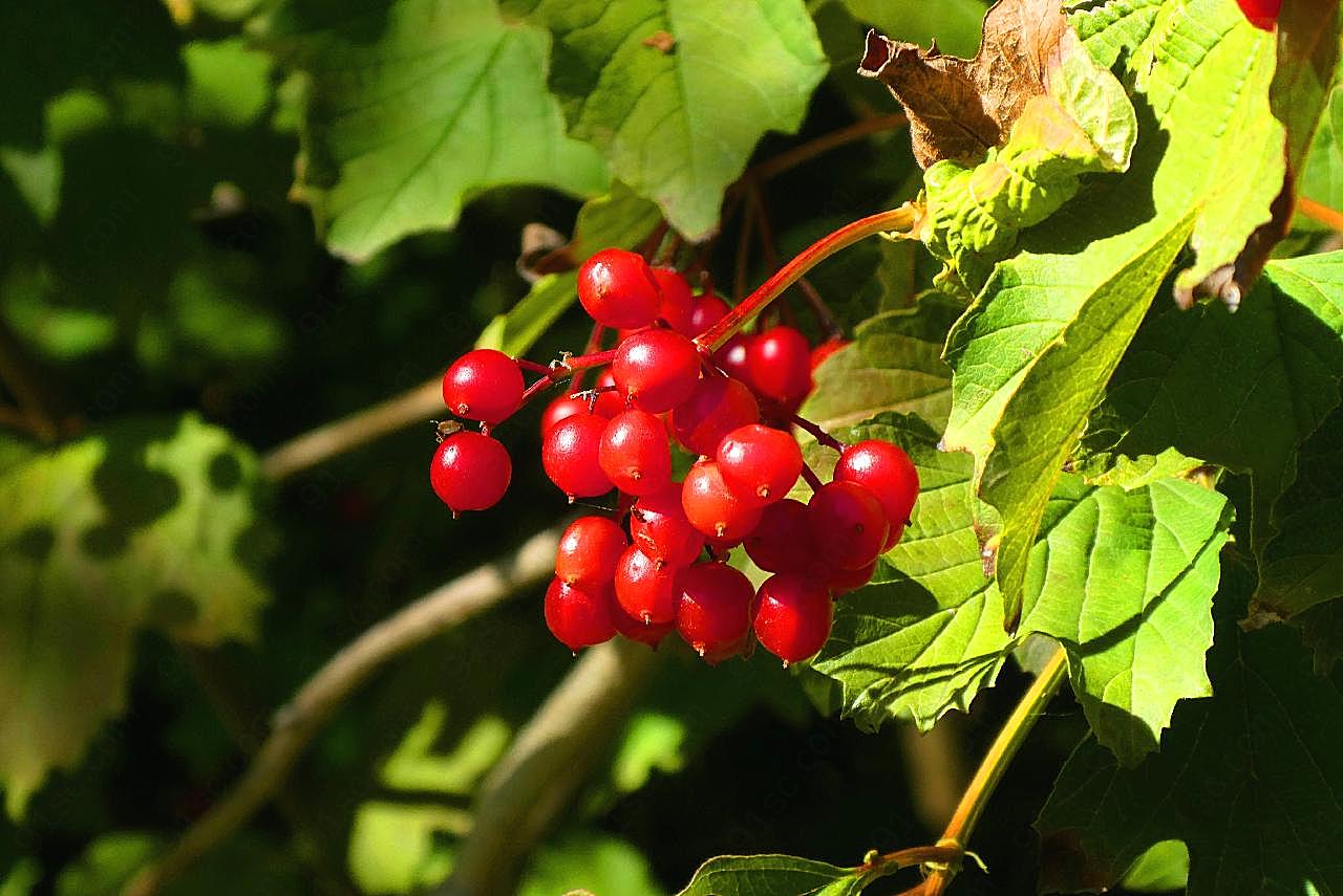 秋季野生红浆果图片生物摄影