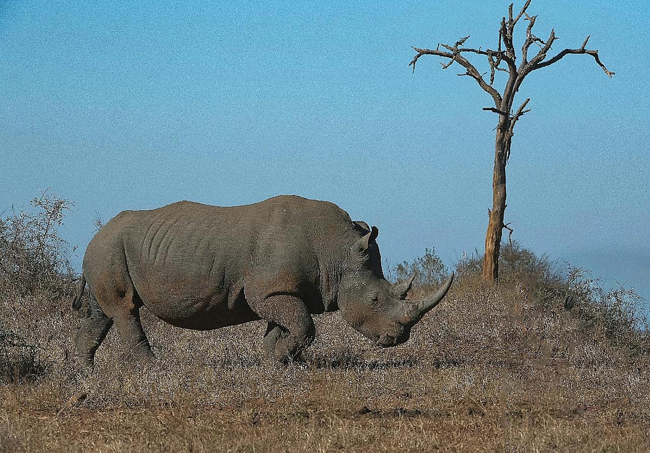 非洲老犀牛图片摄影高清