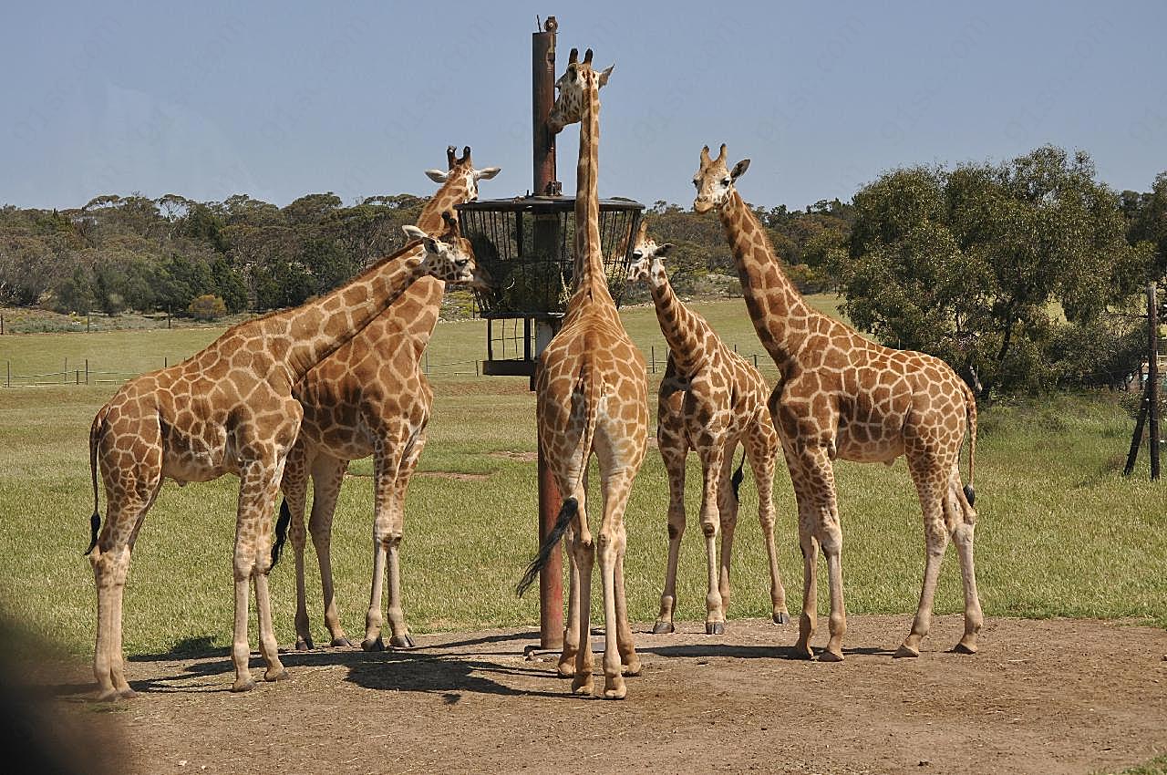 动物园长颈鹿进食图片摄影高清