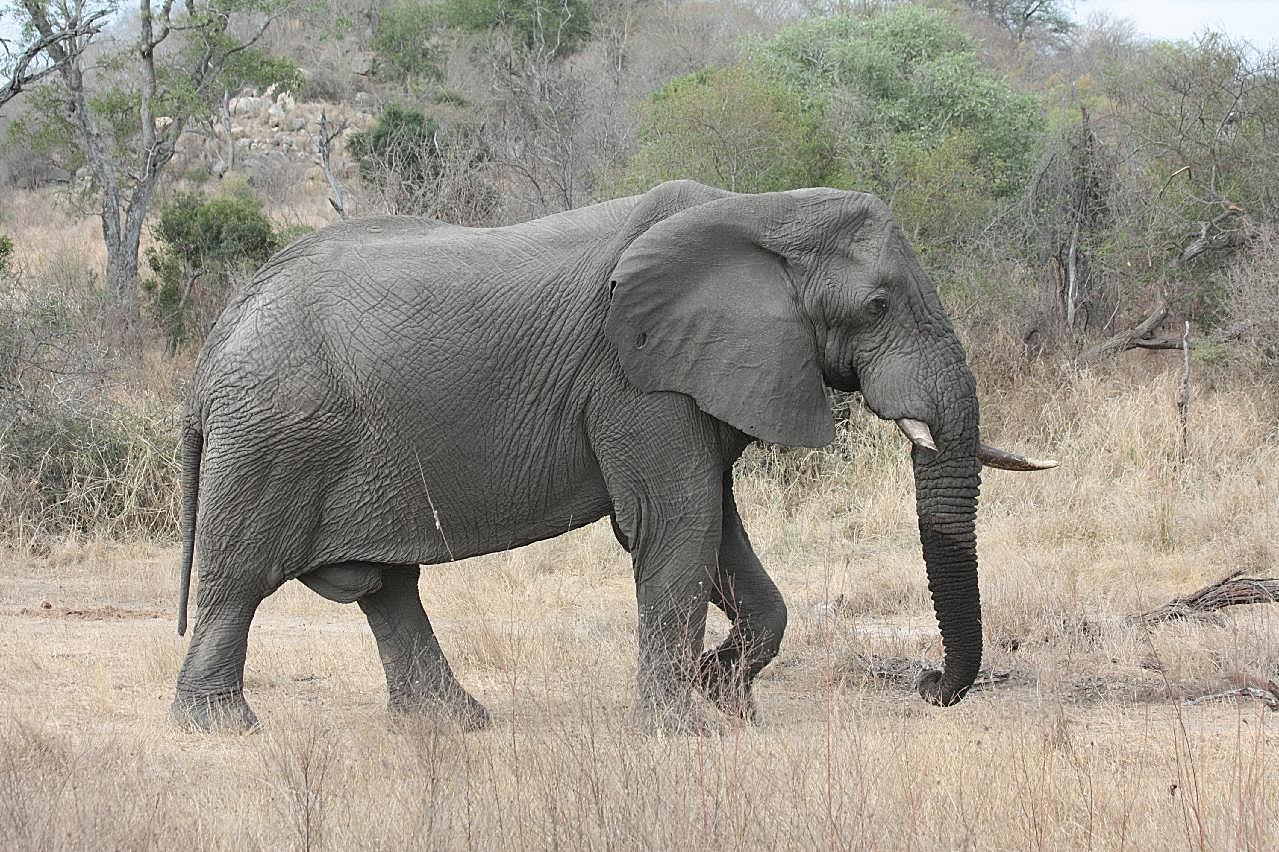 南非大象图片动物图片
