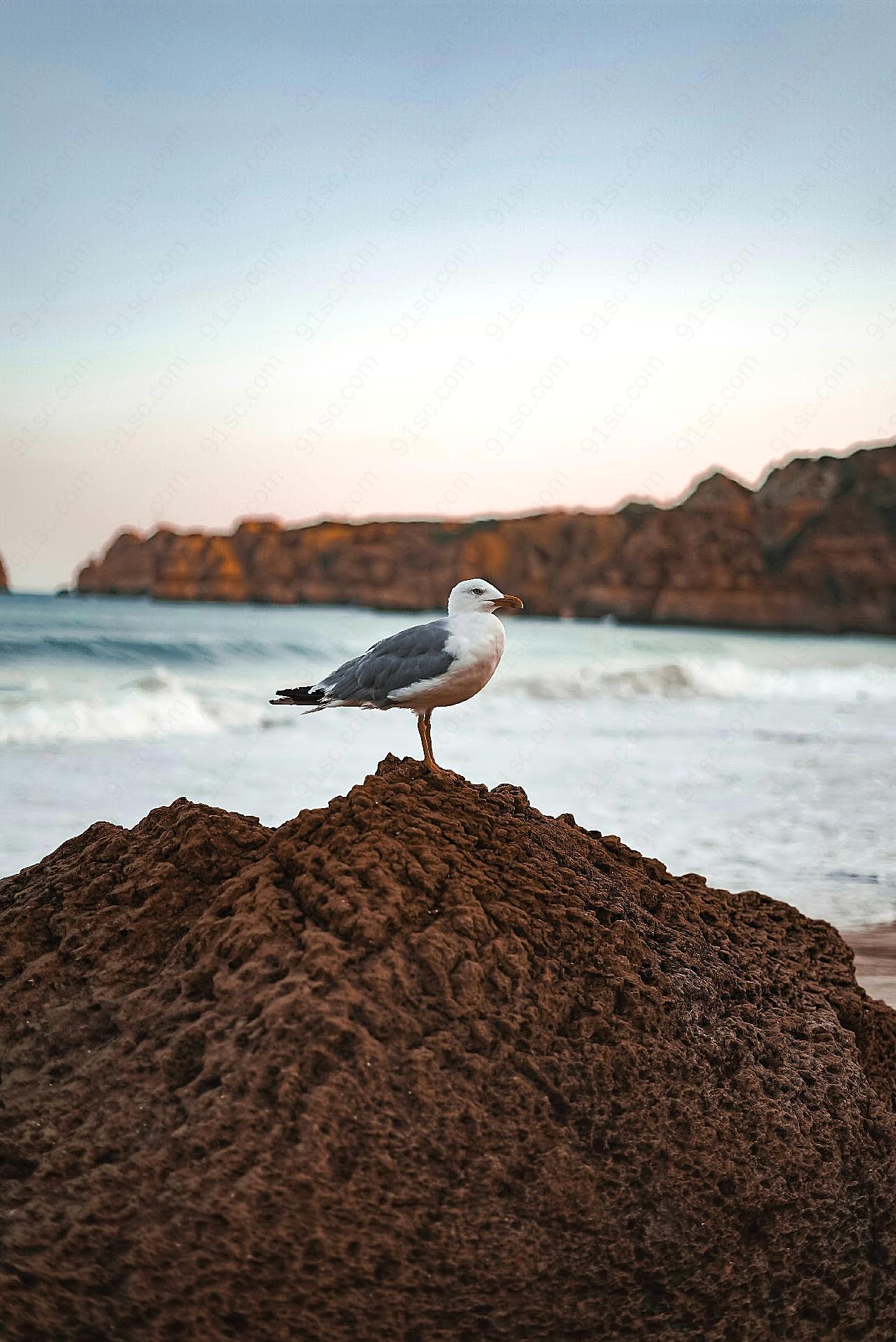 海鸥高清图图片素材摄影