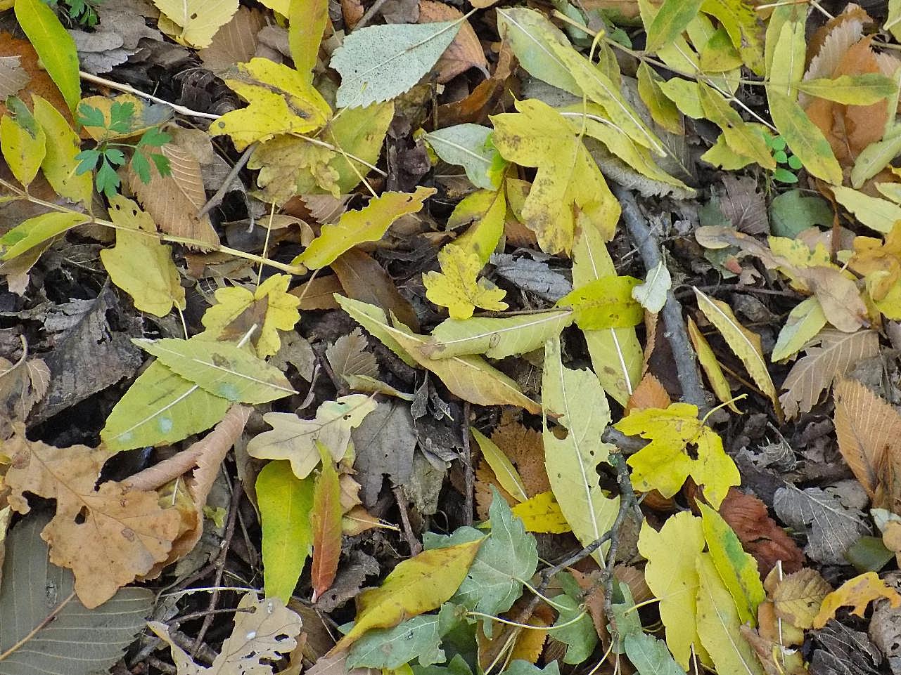 秋天枯黄落叶图片摄影