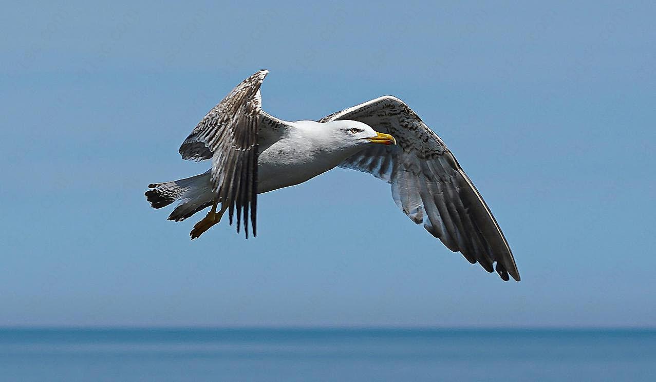 展翅飞行的海鸥图片飞禽世界