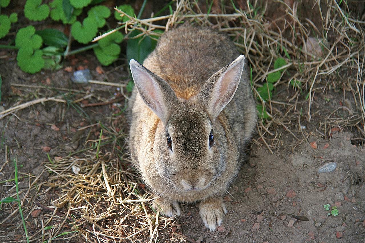 一只野图片兔子