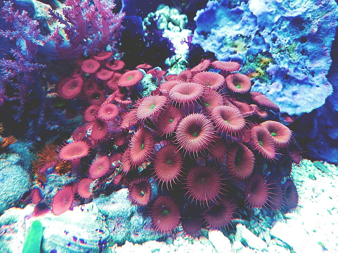 海底珊瑚图片海洋生物