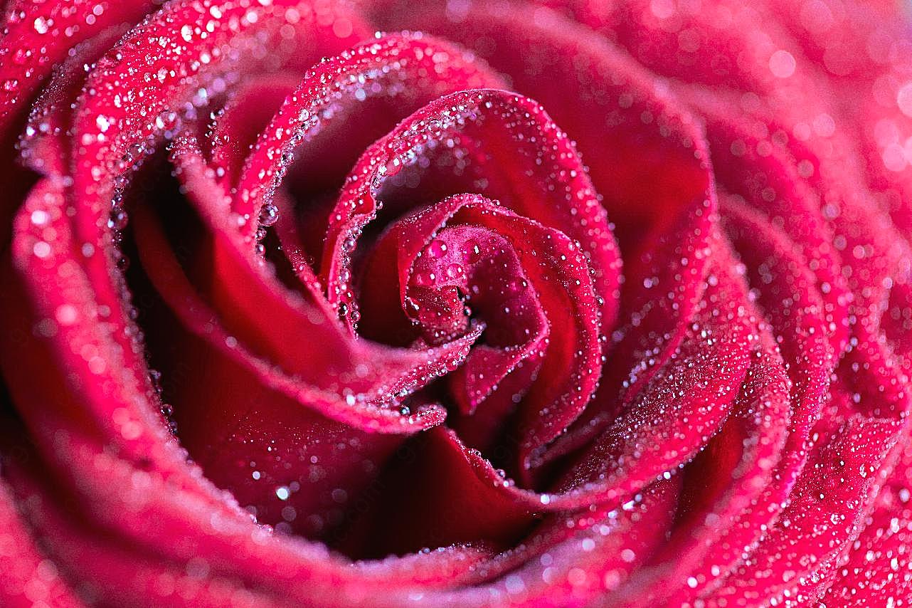 露珠红玫瑰图片摄影高清