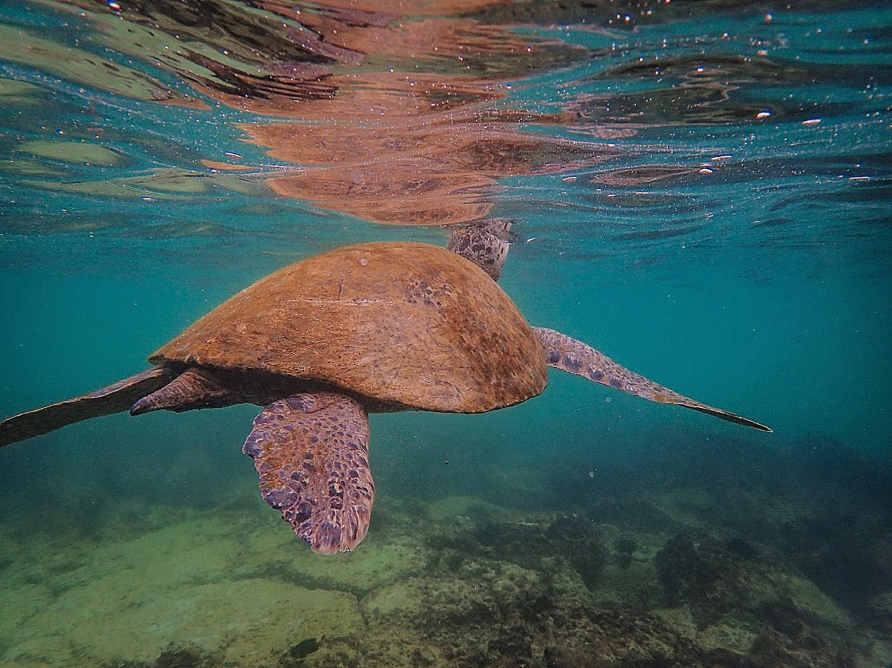 海底海龟游泳图片海洋生物