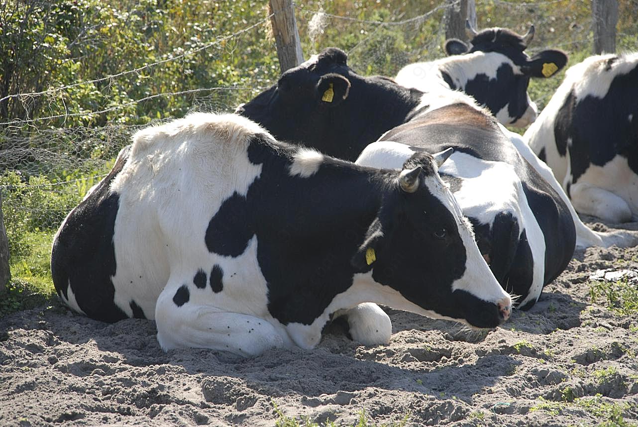 奶牛群休息图片高清摄影