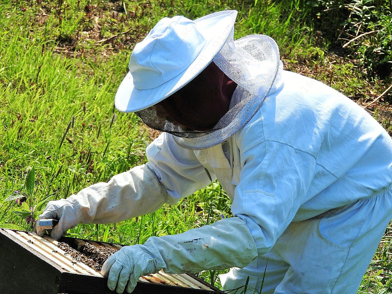 养蜂人图片人物速写