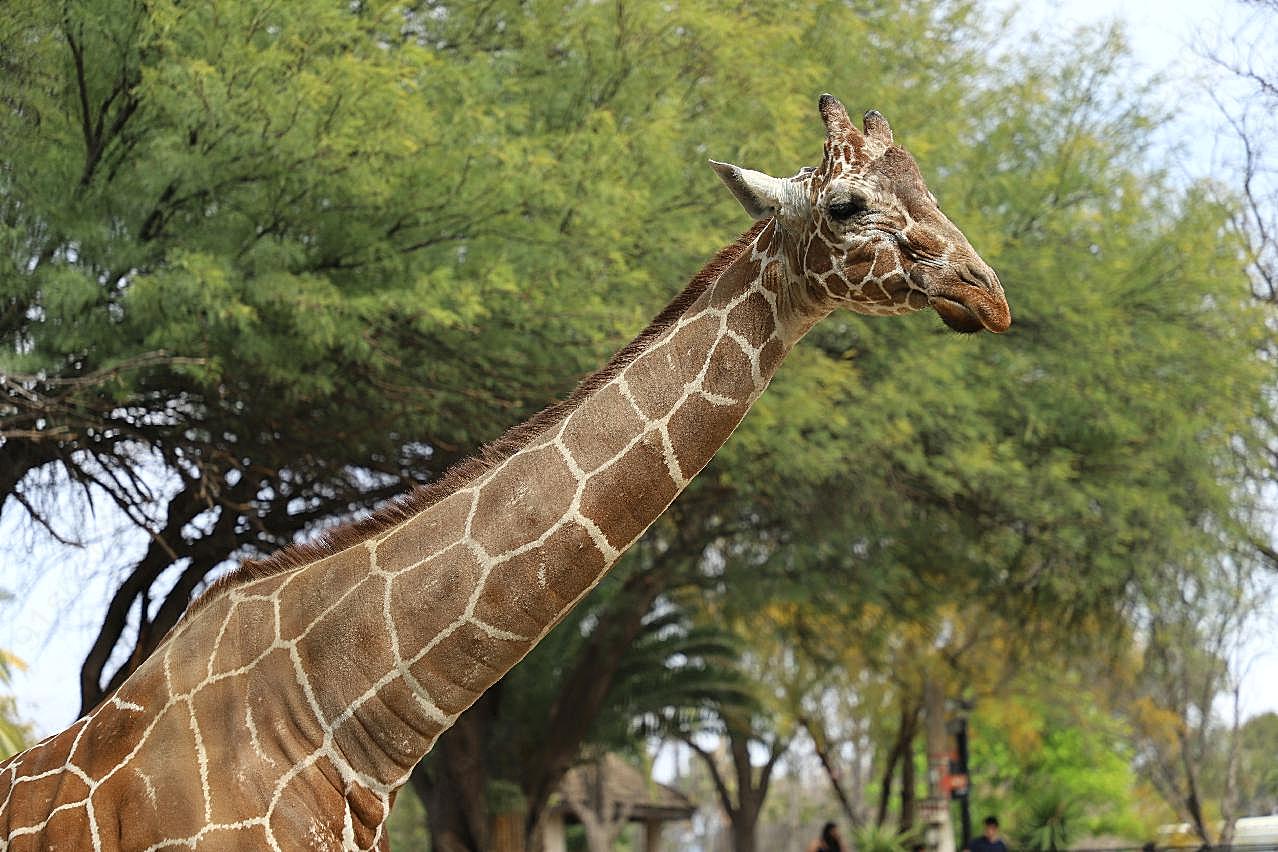 动物园长颈鹿高清图片动物图片