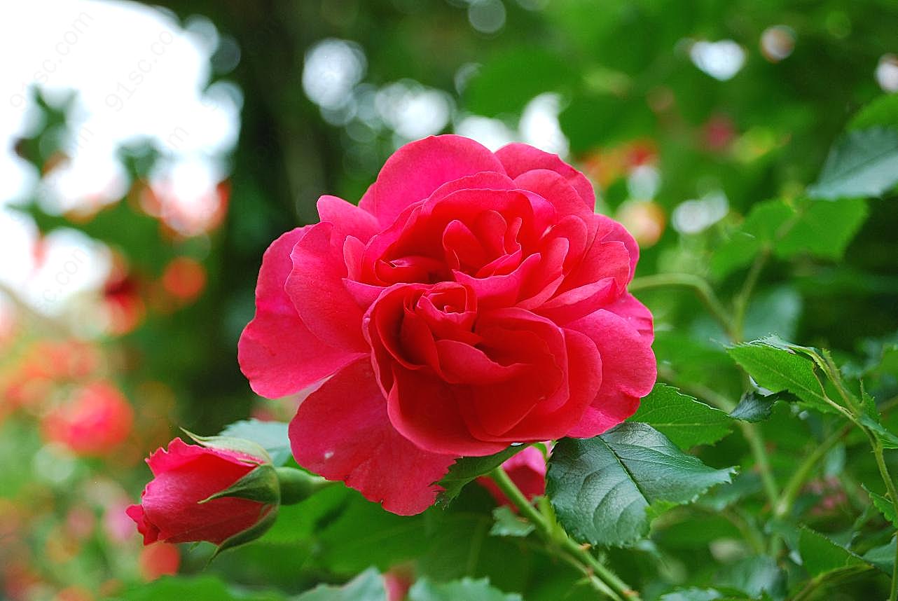 浪漫红玫瑰图片玫瑰花