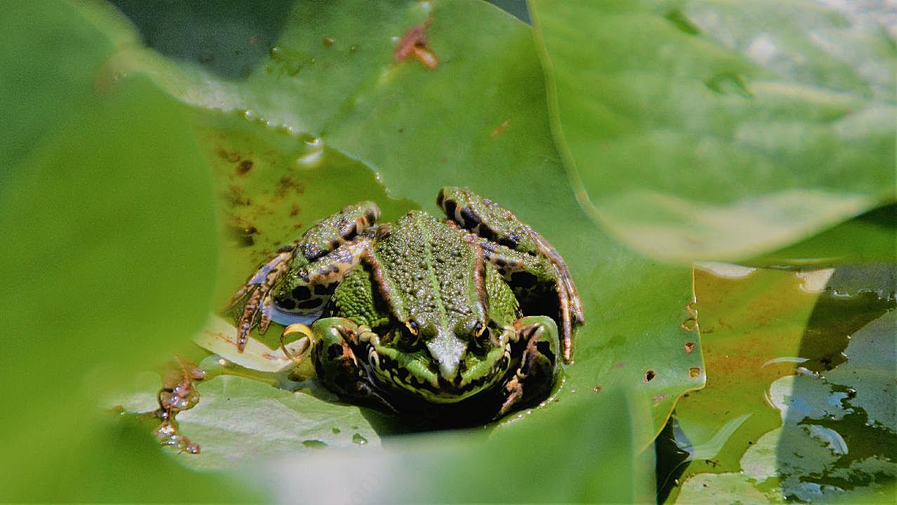 池塘绿青蛙图片动物图片