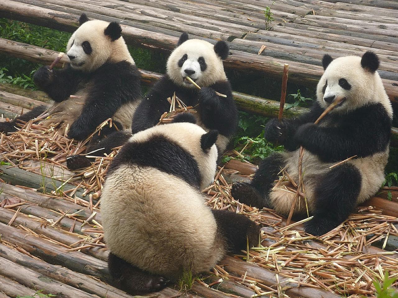 吃竹笋的大熊猫图片摄影高清