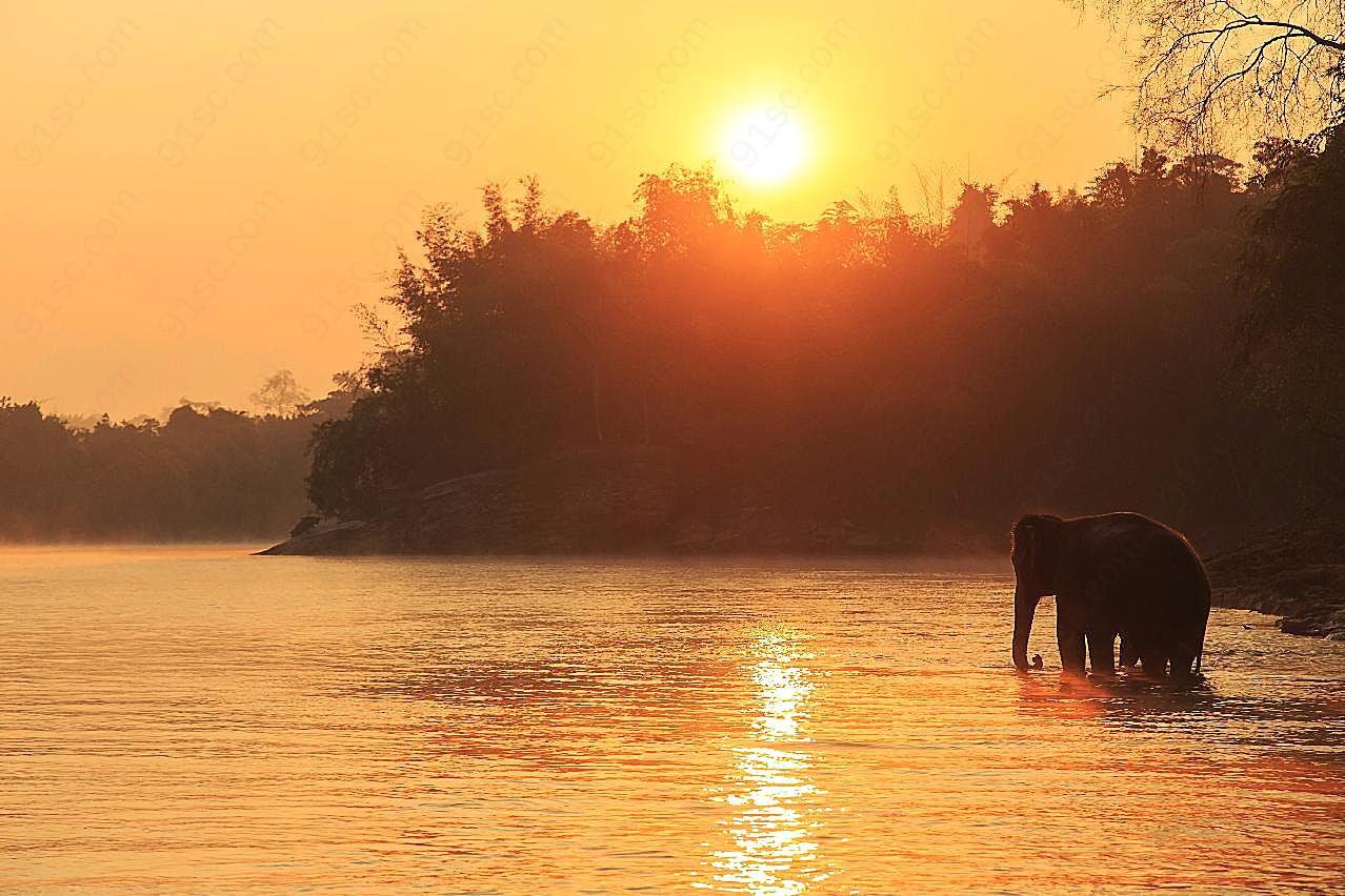 黄昏海边大象图片高清摄影