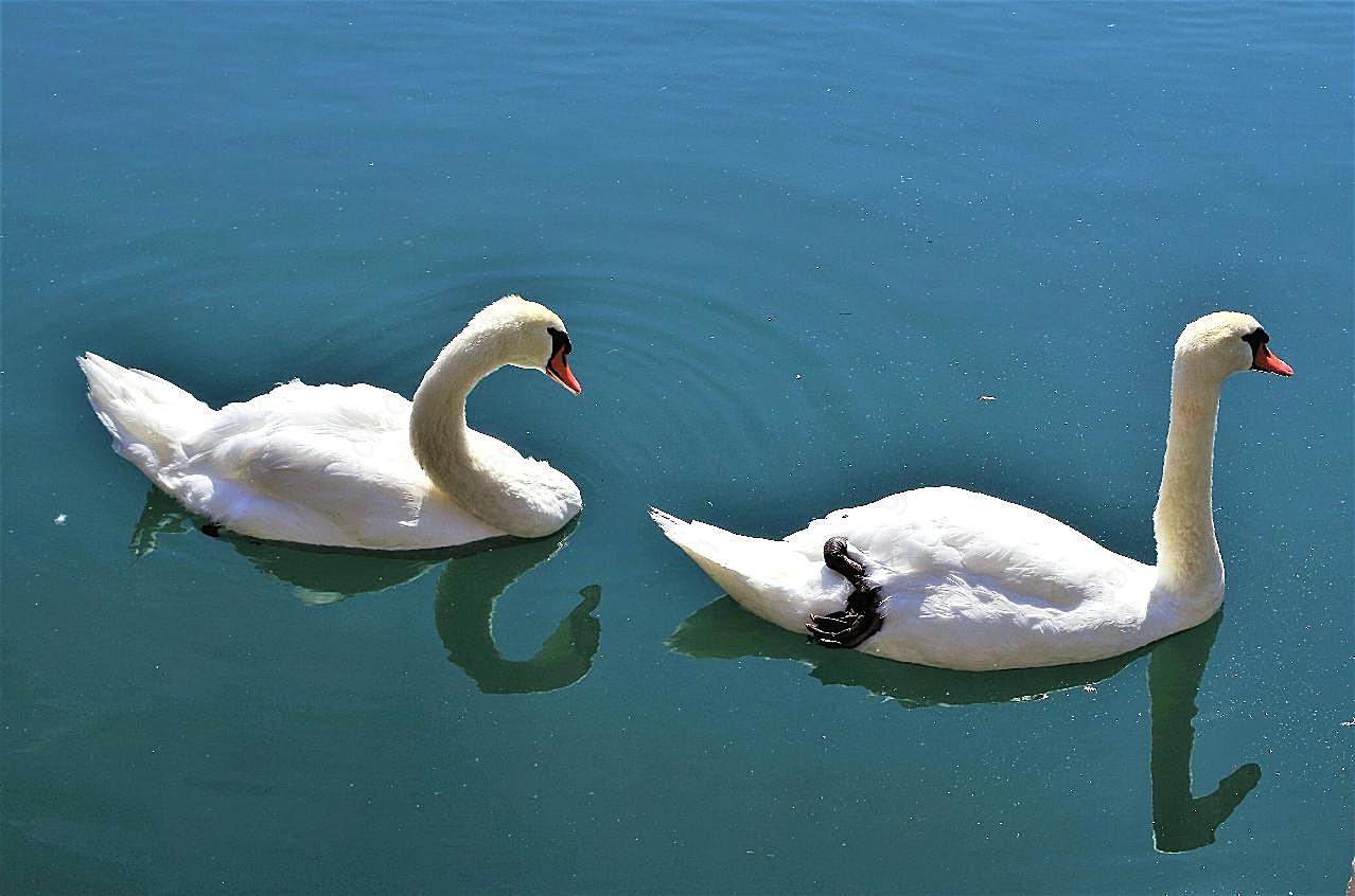 湖中两只大白鹅图片摄影