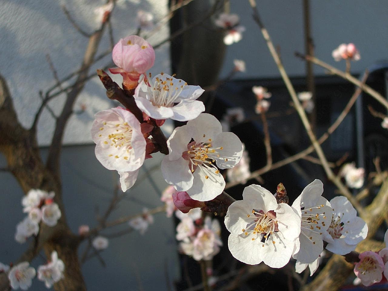 春天盛开桃花图片花卉