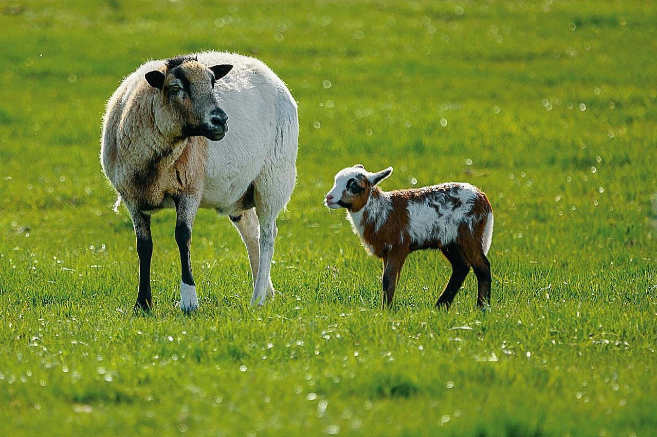 草地上两只绵羊图片高清摄影
