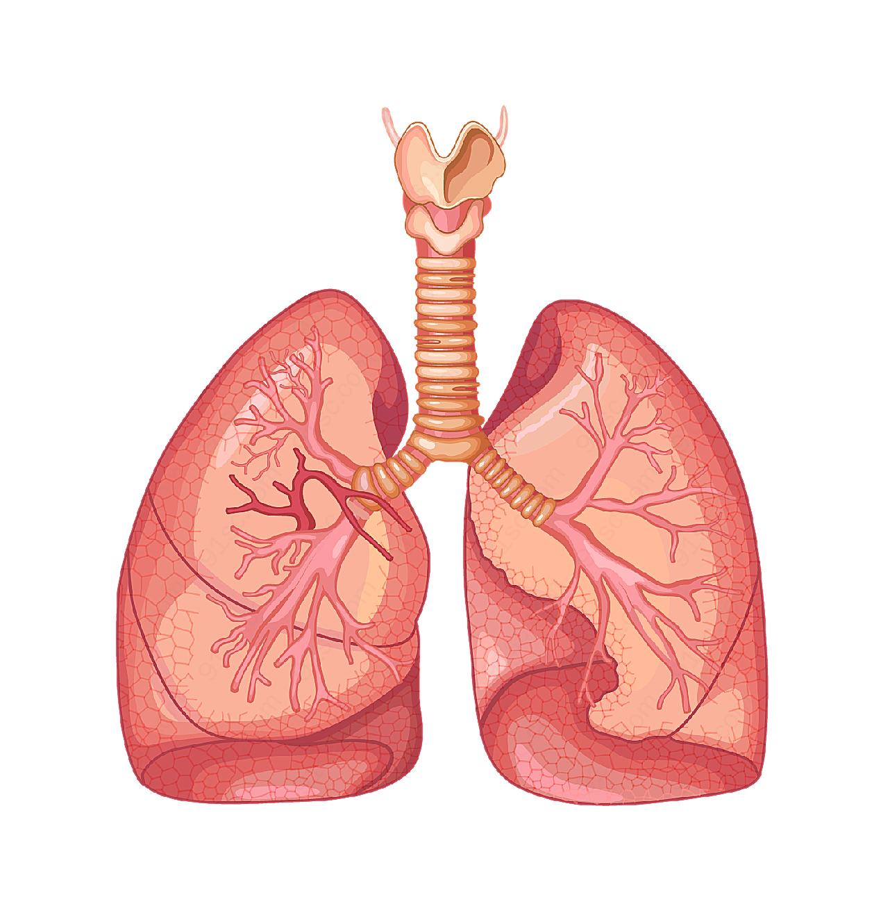 肺部器官图摄影