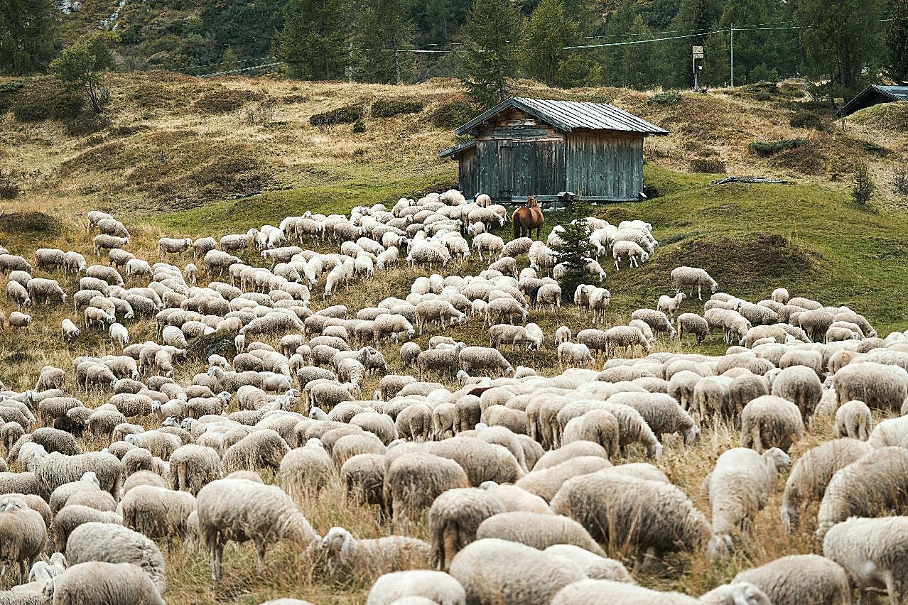 澳洲绵羊群高清图片摄影