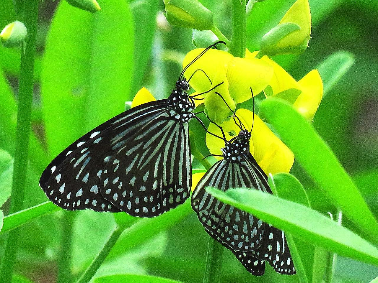 两只黑白蝴蝶图片昆虫