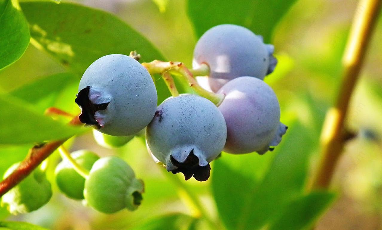 新鲜蓝莓图片水果